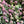 Load image into Gallery viewer, FARMGATE FLOWERS TOOWONG NEWFARM TASMANIAN TULIPS WHITE PINK
