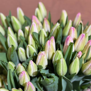 FARMGATE FLOWERS TOOWONG NEWFARM TASMANIAN TULIPS WHITE PINK BLUSH