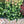 Load image into Gallery viewer, FARMGATE FLOWER MARKET TOOWONG NEWFARM TASMANIAN TULIPS DOUBLE WHITE
