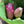 Load image into Gallery viewer, FARMGATE LOTUS LILIUM LILY LILIES DOUBLE FLOWERED

