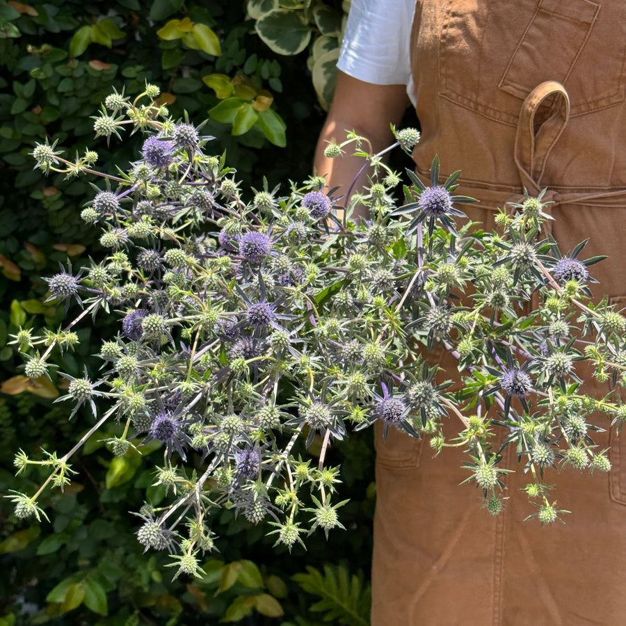 FARMGATE SEA HOLLY SINGLE BUNCH PURPLE MARKET BUNCH