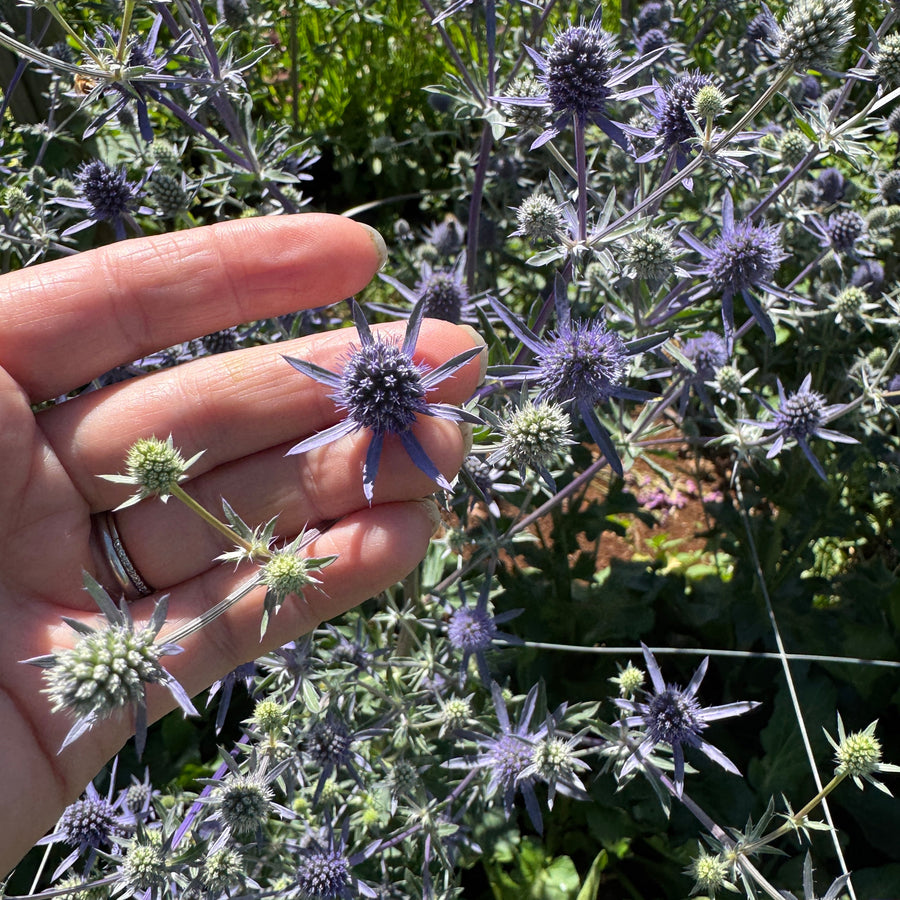 SEA HOLLY FLOWER PURPLE