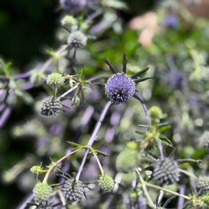 FARMGATE SEA HOLLY PURPLE CLOSE UP