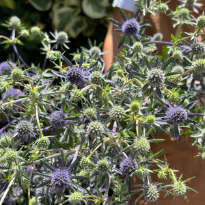 FARMGATE SEA HOLLY PURPLE