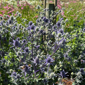 FARMGATE SEA HOLLY PURPLE ON FARM