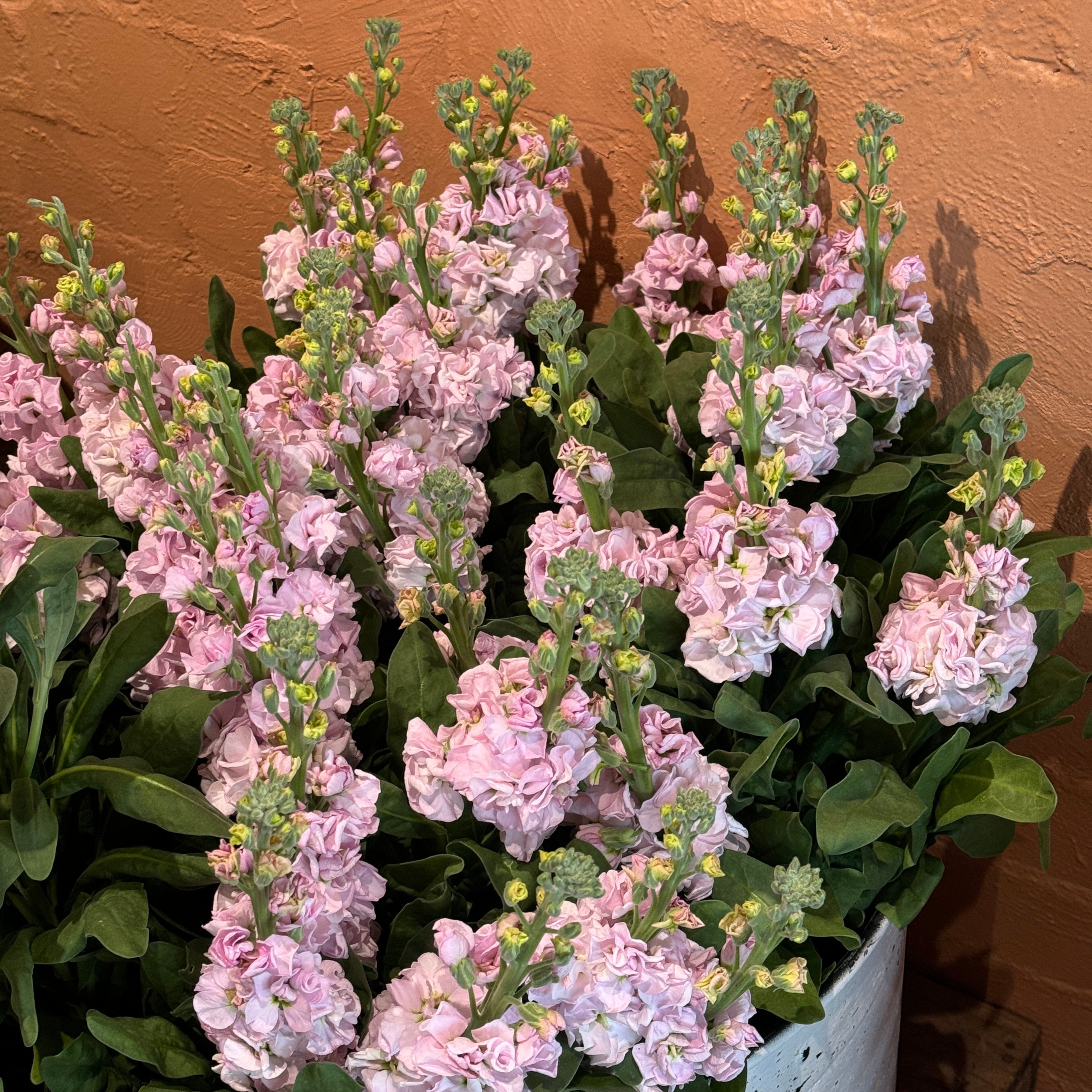 FARM FRESH STOCKS - SINGLE BUNCH (5 STEMS) – Farmgate Flowers Direct