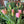 Load image into Gallery viewer, FARM FRESH TULIPS - SINGLE BUNCH (10 STEMS)
