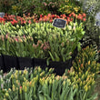 Load image into Gallery viewer, MOTHERS DAY MARKET BUNCHES
