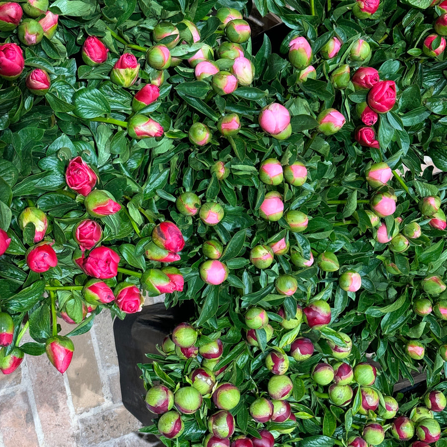 FARM FRESH PEONY ROSES - TRIPLE BUNCH (15 STEMS)