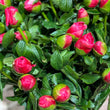 Load image into Gallery viewer, FARM FRESH PEONY ROSES - TRIPLE BUNCH (15 STEMS)
