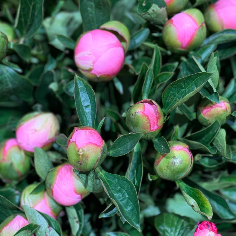 FARM FRESH PEONY ROSES - TRIPLE BUNCH (15 STEMS)