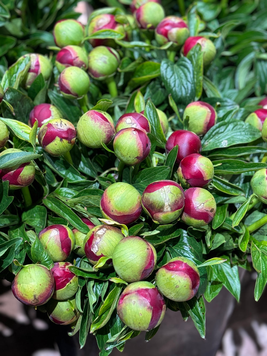 FARM FRESH PEONY ROSES - TRIPLE BUNCH (15 STEMS)
