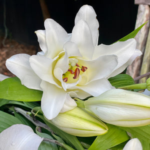 Gift Oriental Lotus Lily (Double Flowered Lily) Box