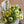Load image into Gallery viewer, Bouquet of yellow flowers wrapped in white paper on a neutral background
