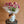 Load image into Gallery viewer, Ranunculus (Double Bunch) + Vase

