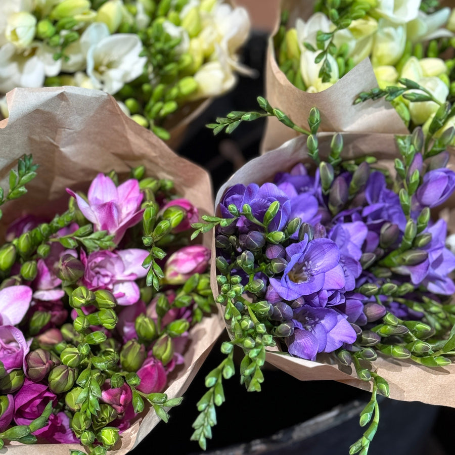 FARM FRESH FREESIAS - DOUBLE BUNCH (20 STEMS)