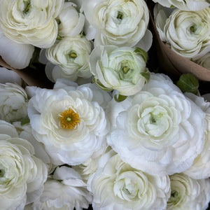 FARM FRESH RANUNCULUS - TRIPLE BUNCH (30 STEMS)