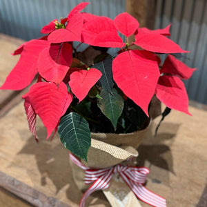 POINSETTIA (GIFT WRAPPPED)