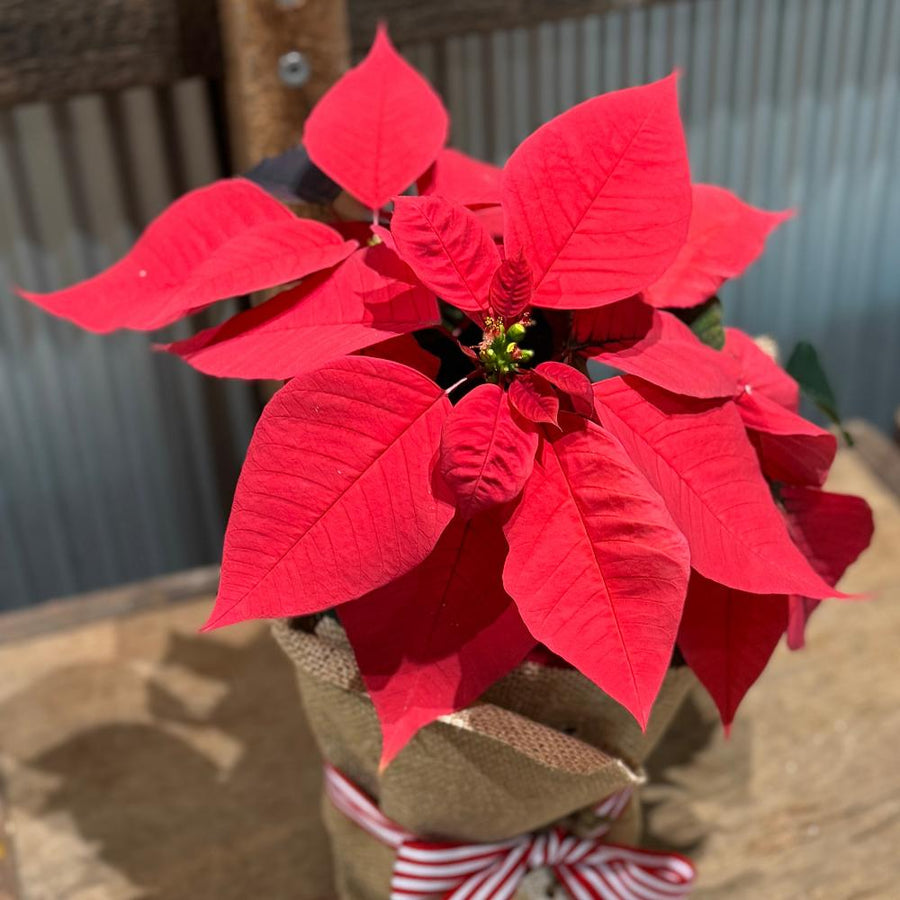 POINSETTIA (GIFT WRAPPPED)