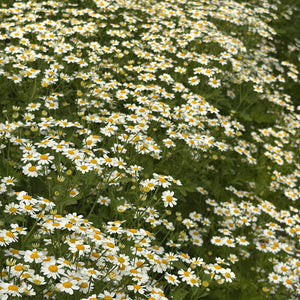 FARMGATE DAISIES (FEVERFEW/MATRICARIA)