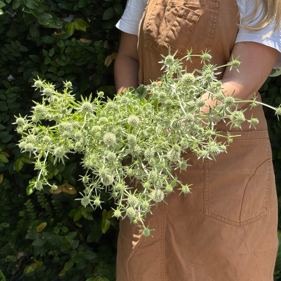 FARMGATE SEA HOLLY - MARKET BUNCH