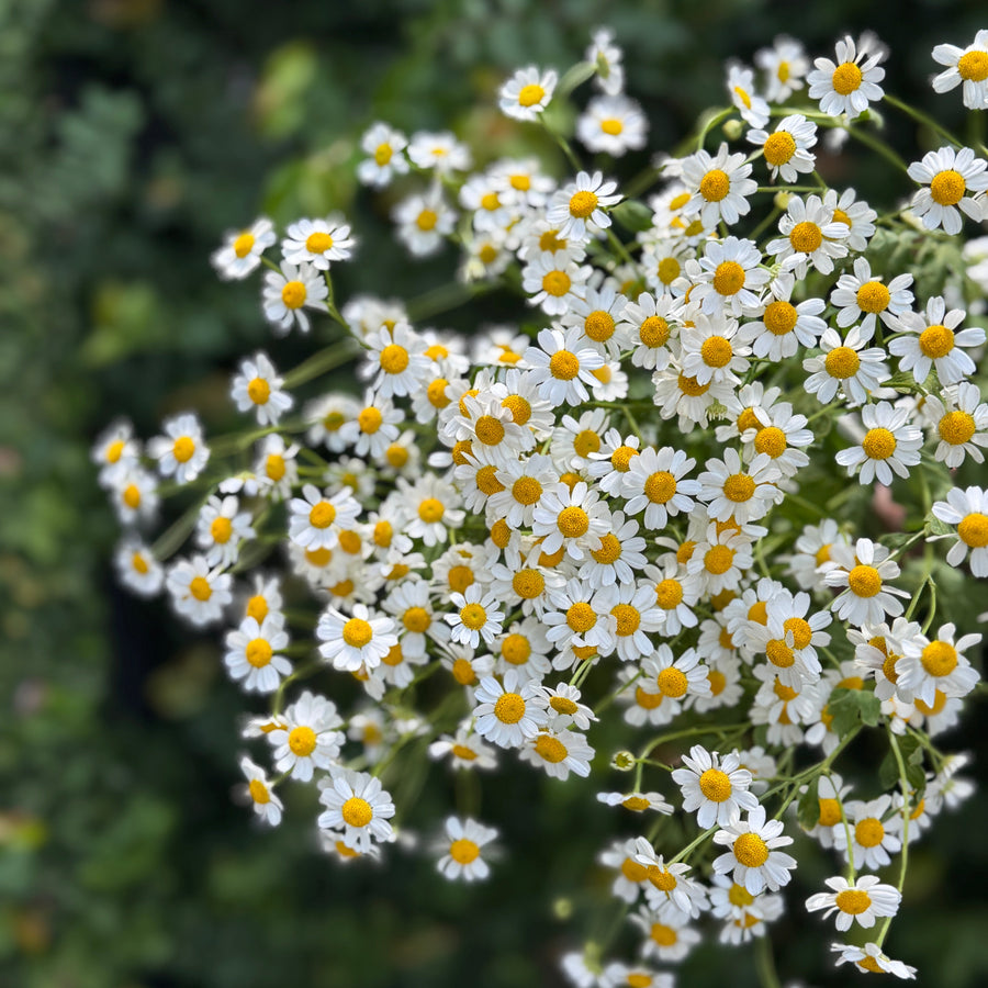 FARMGATE DAISIES (FEVERFEW/MATRICARIA)