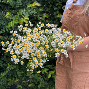 FARMGATE DAISIES (FEVERFEW/MATRICARIA)