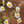 Load image into Gallery viewer, FARMGATE DAISIES (FEVERFEW/MATRICARIA)
