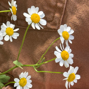 FARMGATE DAISIES (FEVERFEW/MATRICARIA)