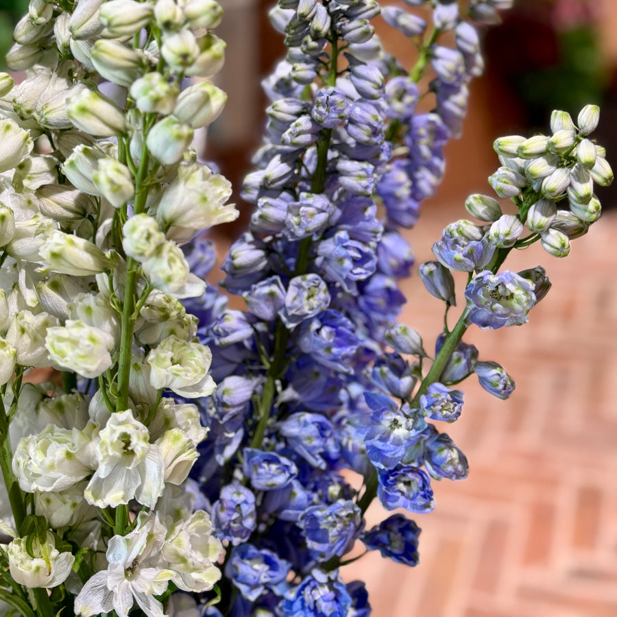 FARM FRESH DELPHINIUM - SINGLE BUNCH (5 STEMS)