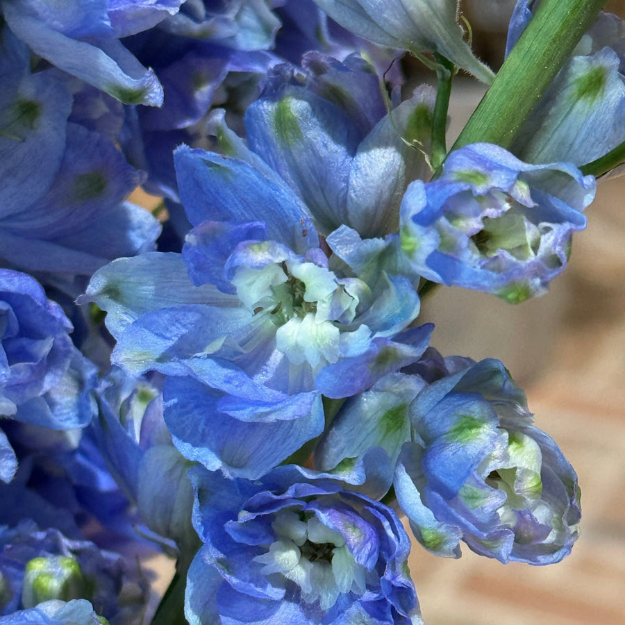 FARM FRESH DELPHINIUM - SINGLE BUNCH (5 STEMS)