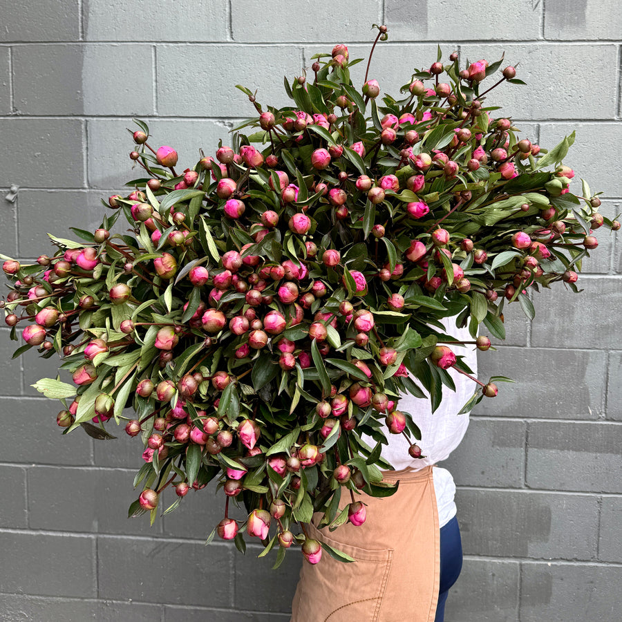 FARM FRESH PEONY ROSES - SINGLE BUNCH (5 STEMS)