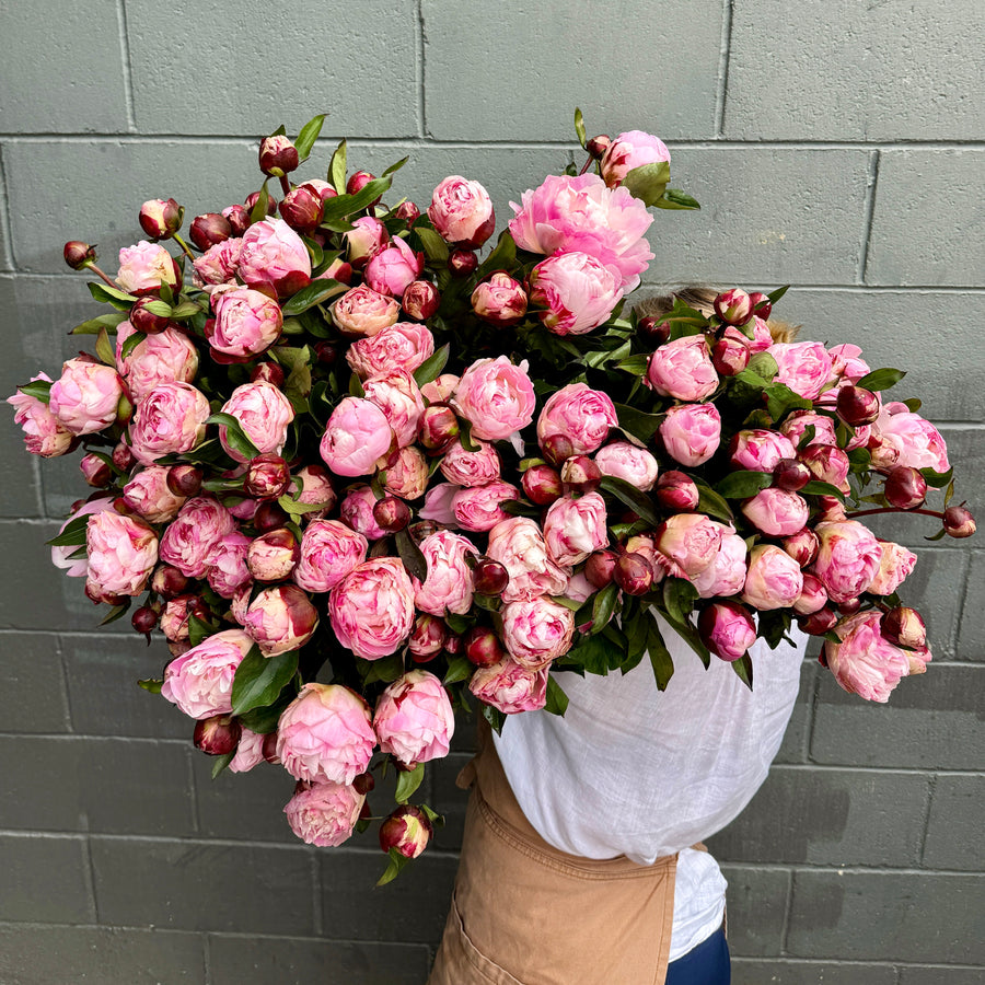 FARM FRESH PEONY ROSES - SINGLE BUNCH (5 STEMS)