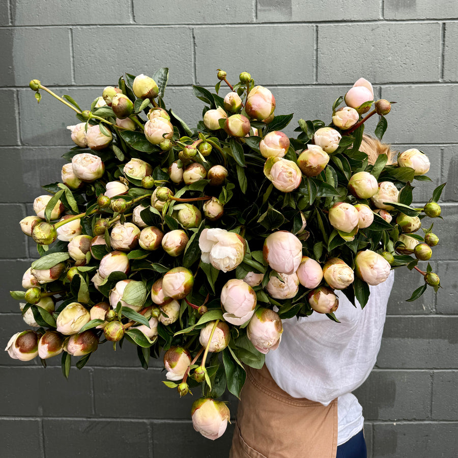 FARM FRESH PEONY ROSES - SINGLE BUNCH (5 STEMS)