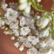 Load image into Gallery viewer, FARM FRESH DELPHINIUM - SINGLE MARKET BUNCH
