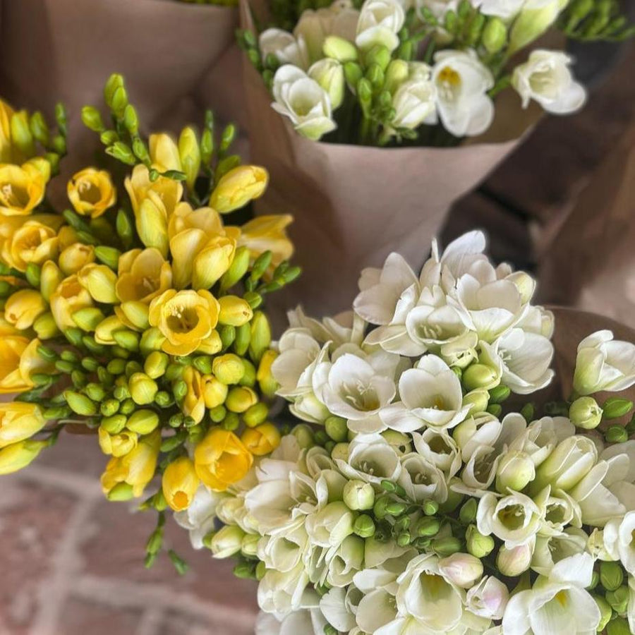 FARM FRESH FREESIAS - DOUBLE BUNCH (20 STEMS)