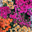 Load image into Gallery viewer, Gift Valentine Roses
