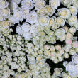 Load image into Gallery viewer, Gift Valentine Roses

