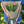Load image into Gallery viewer, Gift Wrapped Tulips (Mother’s Day) - Collect Only
