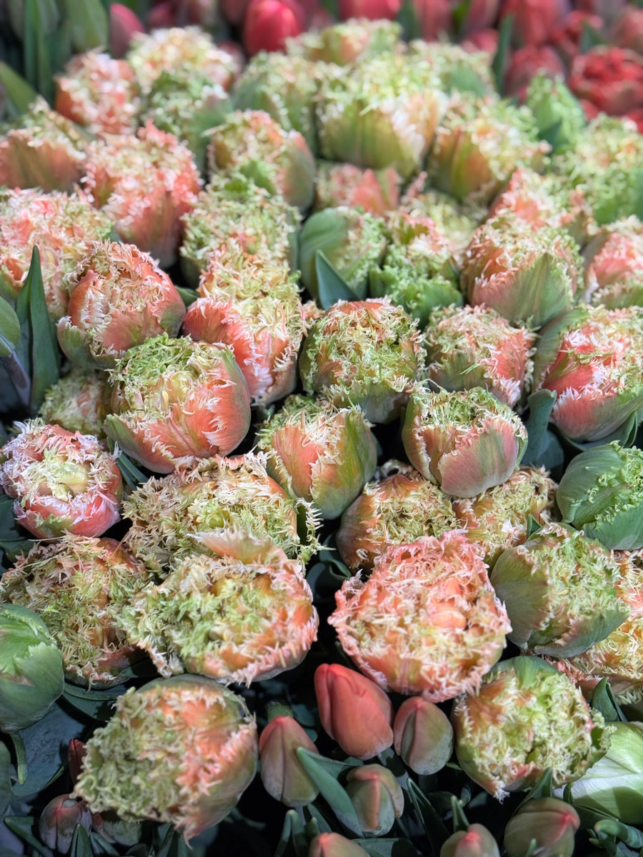 FARM FRESH TULIPS - DOUBLE BUNCH (20 STEMS)
