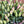 Load image into Gallery viewer, FARM FRESH TULIPS - DOUBLE BUNCH (20 STEMS)

