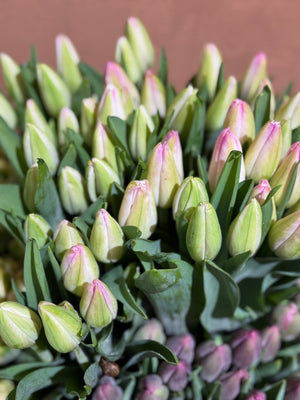FARM FRESH TULIPS - DOUBLE BUNCH (20 STEMS)
