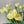 Load image into Gallery viewer, FARM FRESH TULIPS - SINGLE BUNCH (10 STEMS)
