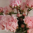 Load image into Gallery viewer, FARM FRESH PEONY ROSES - SINGLE BUNCH (5 STEMS)
