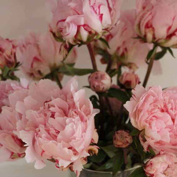 FARM FRESH PEONY ROSES - DOUBLE BUNCH (10 STEMS)