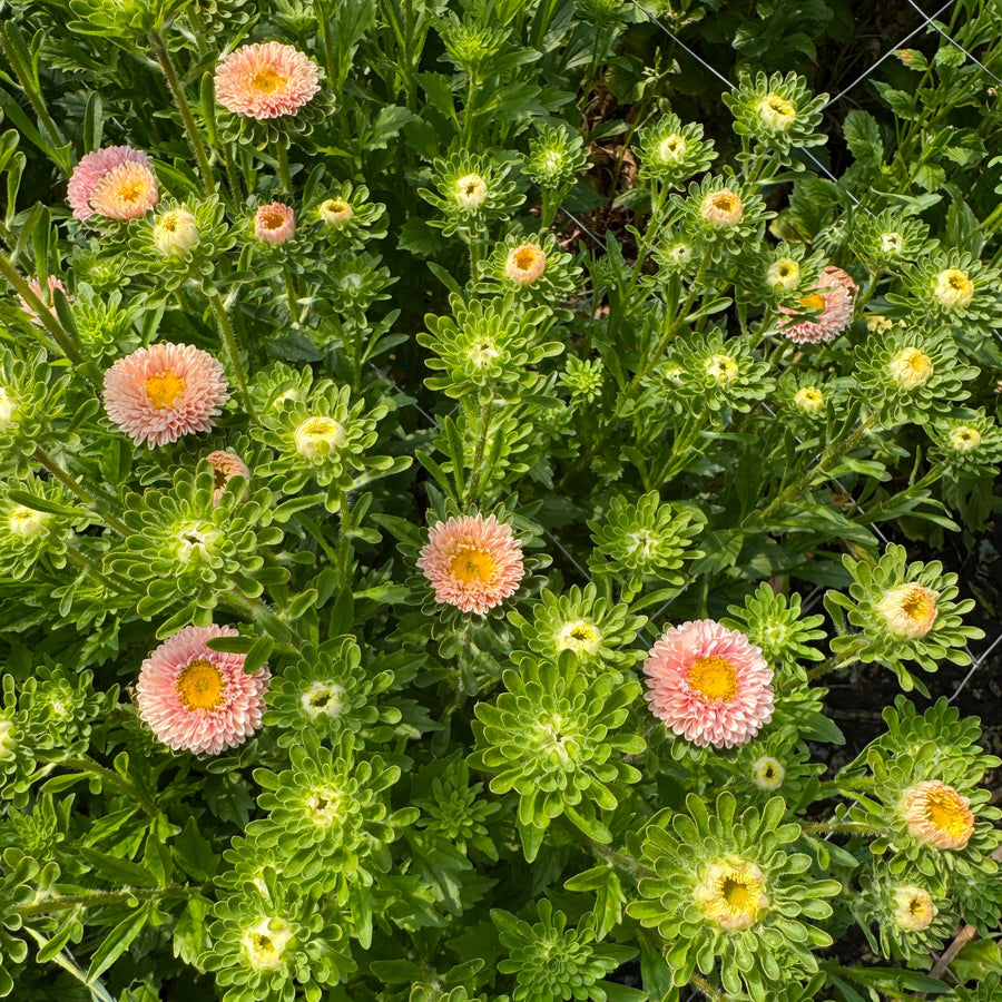 TASMANIAN ASTERS