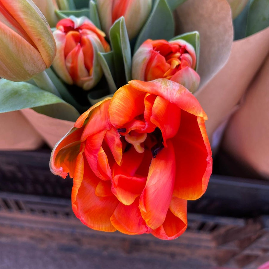 FARM FRESH TULIPS - TRIPLE BUNCH (30 STEMS)