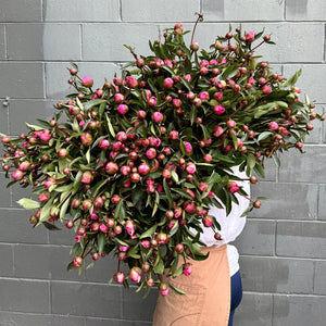 FARM FRESH PEONY ROSES - TRIPLE BUNCH (15 STEMS)