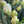 Load image into Gallery viewer, FARM FRESH TULIPS - DOUBLE BUNCH (20 STEMS)
