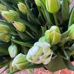 FARM FRESH TULIPS - DOUBLE BUNCH (20 STEMS)